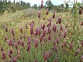 Lavandula pedunculata.JPG