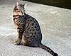 Egyptian Mau Bronze.jpg