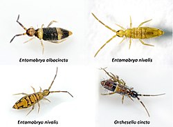 Entomobryomorpha (44854060502).jpg