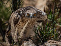 Short-toed eagle.jpg