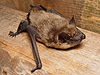 Eptesicus serotinus.jpg