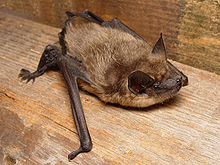 Eptesicus serotinus.jpg