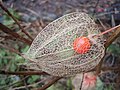 Physalis alkekengi R0015041.JPG