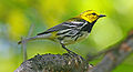 BlackthroatedGreenWarbler08.jpg