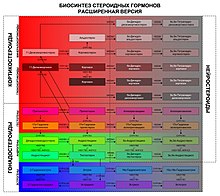 Стероидогенез-расширенная версия.jpg