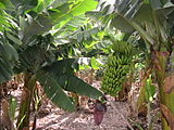 Banana plantation.jpg