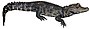 Bristol.zoo.westafrican.dwarf.croc.arp. white background.jpg