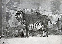 Panthera tigris virgata.jpg