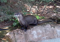 Lontra canadensis 01.jpg