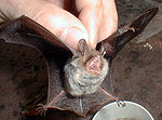 Chiroptera1.jpg