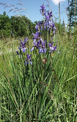 Iris sibirica