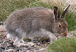 Lepus timidus 01-cropped.jpg