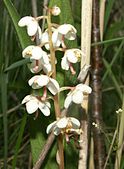 Pyrola rotundifolia LT.jpg