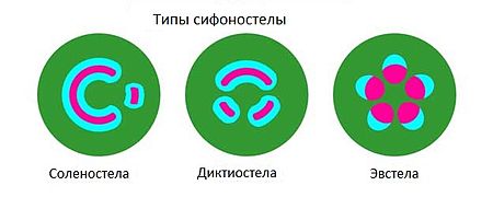 Siphonostelerus.jpg