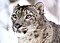 Snow leopard1983.jpg