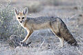 Vulpes chama (Etosha).jpg