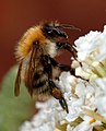 Bumblebee closeup.jpg