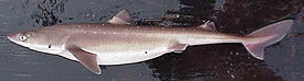 Squalus acanthias2.jpg