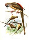 ColiusCastanonotusKeulemans.jpg