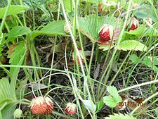 Fragaria viridis.jpg