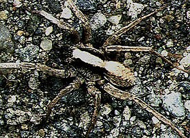 Lycosa.coelestis.male.-.tanikawa.jpg