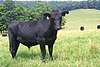 Angus cattle 24.jpg