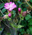 Дрёма двудомная (Silene dioica)