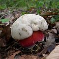 Boletus satanas.JPG