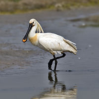 Eurasian Spoonbill-2.jpg