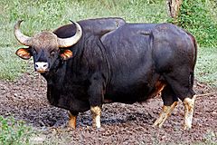 Gaur Male.jpg