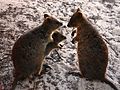 Quokka family.jpg