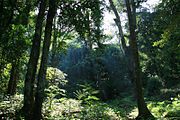 Gunung Palung Jungle.jpg