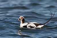 Long-tailed-duck.jpg