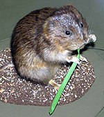 Water.vole.arp.jpg