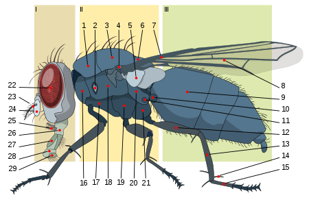 Housefly anatomy-key.svg