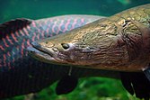 Arapaima close-up.jpg