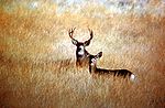 MuleDeer ModocCounty.jpg