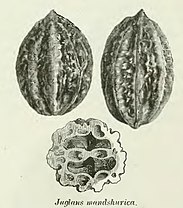 P0039-Juglans mandshurica.jpg