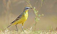 A Yellow Wagtail.jpg