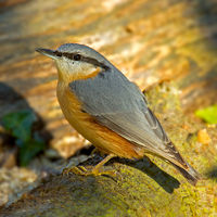 Eurasian Nuthatch.jpg