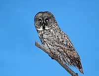 Strix nebulosa CT.jpg