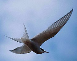 Arctic Tern 1997-08-04.jpg