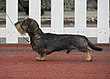 Dachshund mini.JPG