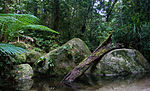 Daintree National Park.jpg