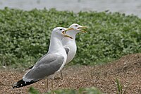 Larus cachinnans.jpg