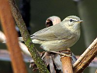 Phylloscopus fuscatus.jpg