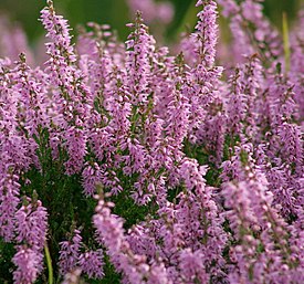 Heather (Highlands).jpg