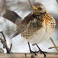 Turdus pilaris2.jpg