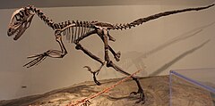 Deinonychus FMNH.jpg