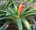 Guzmania osyana